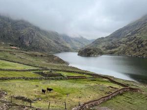 twee koeien in een veld naast een meer bij HOMESTAYKINSACOCHA in Pisac