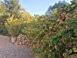 RoggowにあるFerienwohnungen Alter Bahnhof mit Terrasse und Garten OFC 06の庭の花岩の茂み