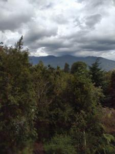 a forest of trees with mountains in the background at Casa Aoni in Puerto Montt