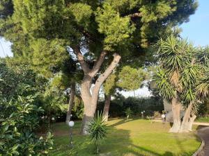 eine Gruppe von Bäumen in einem Park mit Gras in der Unterkunft The Orange Groove in Bari