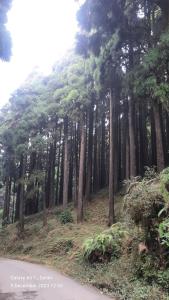 a group of pine trees on the side of a road at Eden Homestay Sittong in Kurseong