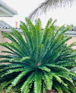 a large green palm tree in front of a building at Low budget Cottage- Gqeberha (no loadshedding) in Mount Road