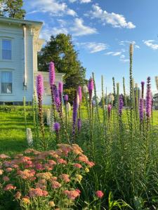 un giardino con fiori viola di fronte a una casa di Bloom Farm Guesthouse a Mount Vision