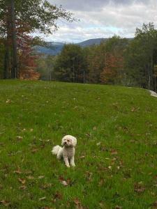 a white teddy bear sitting in a field of grass at Panoramic Mountain views w/hot tub, hiking trail in Fairlee