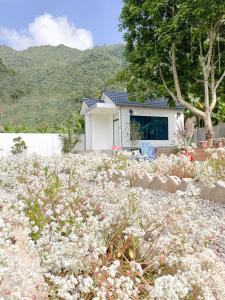 une maison avec des fleurs blanches devant elle dans l'établissement MỘC CHÂU HOUSE, à Mộc Châu