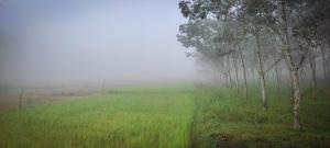 a foggy field with trees and grass in a field at Paradise Single Room in Wayanad
