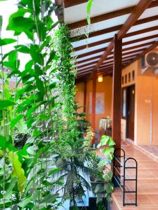 a plant is growing on the side of a building at Nitha Homestay in Banyuwangi