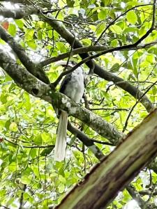 a bird sitting on top of a tree branch at Ella Secret Paradise in Ella