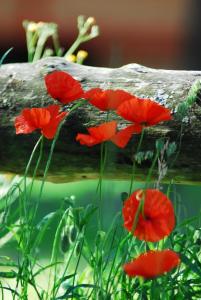 a group of red poppies next to a log at Gypsy Nature B&B in Jumelles