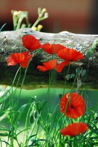 eine Gruppe roter Mohn neben einem Baumstamm in der Unterkunft Gypsy Nature B&B in Jumelles