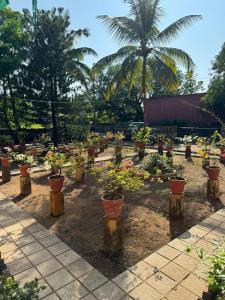 une rangée de plantes en pot dans un jardin dans l'établissement VILLA SOL BEACH RESORT, à Baga