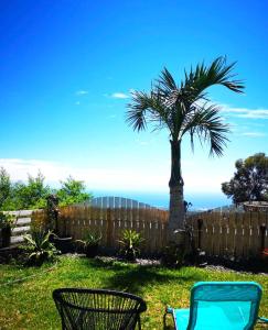 un palmier dans une cour avec une clôture dans l'établissement Le Panoramique Loft, à Le Tampon