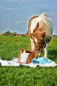 a horse is standing next to a basket of food at Agroturystyka Żabi Raj Serock - Pułtusk in Pokrzywnica
