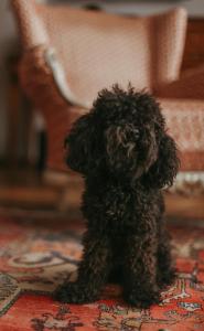 a small black dog sitting on a rug at Promenade Hotel Liepaja in Liepāja
