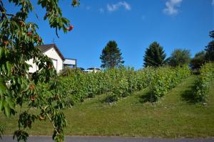 een veld tomatenplanten met een huis op de achtergrond bij Le Clos du Moulin in Vaudemanges
