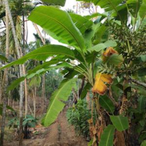 a banana tree with a bunch of bananas on it at Sai Sadan Residency,Diveagar in Diveagar