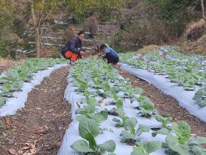 two people are working in a field of lettuce at Shri Timli Mountain Village Stay in Dwārīkhāl