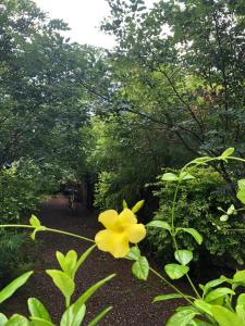 a yellow flower on a plant with trees in the background at Evergreen Villa Nature Resort in Anuradhapura