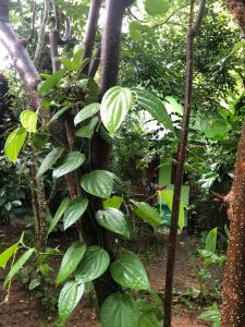 a plant with green leaves growing around a tree at Evergreen Villa Nature Resort in Anuradhapura