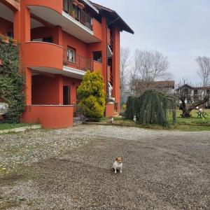 a cat standing in the middle of a road in front of a building at Residence wendy 
