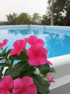 a plant with pink flowers next to a swimming pool at Agriturismo Tenuta Carbonara in Balata di Modica