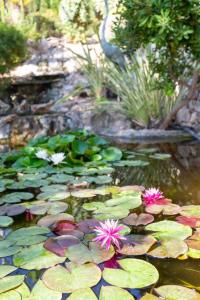 a pond with lilly pads and flowers in a garden at Azzurra Home-Charming Property- For 6 guests in Benissa +56 photos