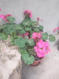 a potted plant with pink flowers sitting on a stump at Hospedaje Akankma in Juliaca