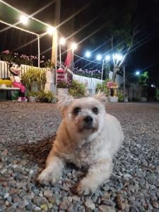 a small brown and white dog laying on rocks at Saan Rak Resort in Prachuap Khiri Khan