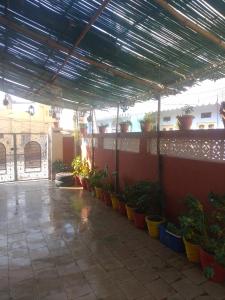 a patio with potted plants inront of a wall at Red king home stay in Bikaner