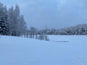 Järveoru v zimě