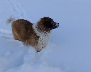Ein Hund steht im Schnee in der Unterkunft B&B Casa Riz in Castello di Fiemme