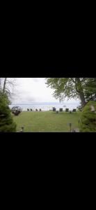 a view of a field with a herd of animals at Luxury Lakehouse on Oneida Lake in Blossvale