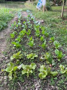 Imagen de la galería de Punpawn Farmstay Villa C, en Ban Pa Daet