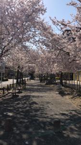大阪的住宿－Free Parking Namba south Villa 4 rooms 120m2，公园内种植了带长椅和围栏的樱花树