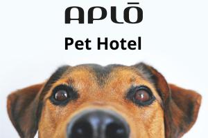 a close up of a dog looking at the camera at Hotel Aplo - Breakfast Experience in Cervia