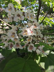 a cluster of white flowers on a tree at "Kleine Hedwig" in Putbus