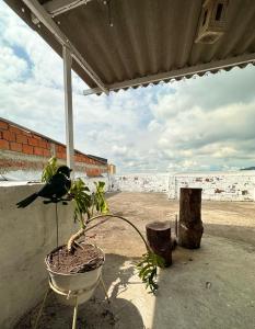 un pájaro sentado en una planta en una olla en Apartamentos Amoblados En La Circunvalar Sector La Rebeca, en Pereira