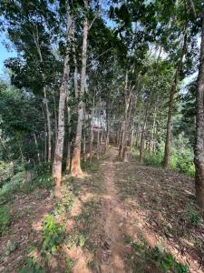 a dirt road through a forest with trees at Fairy Hills ( Cottage & Park ) in Sreemangal