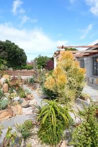 um jardim com plantas em frente a uma casa em The Dahlia na Cidade do Cabo