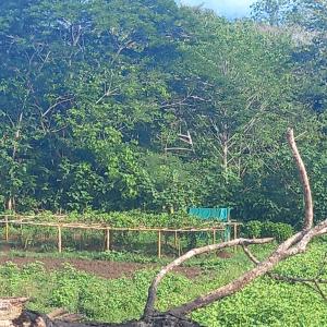 un jardin avec une clôture et des arbres en arrière-plan dans l'établissement Highlands Homestay Fiji, à Mbukuya