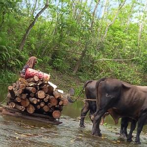 une vache tirant une charrette de bûches dans l'eau dans l'établissement Highlands Homestay Fiji, à Mbukuya