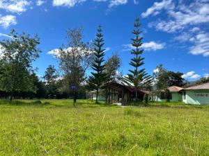deux arbres au milieu d'un champ dans l'établissement Room in Bungalow - Loft Del Fundo Del Abuelo, à Cajamarca