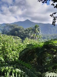 LoanengoにあるGlowing Mountain view tree houseのヤシの木と山を背景にしたジャングル