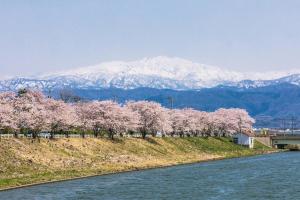 a row of pink trees next to a river with mountains at Yamanaka Onsen Kagari Kisshotei in Kaga