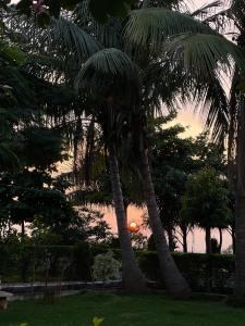 a couple of palm trees with a sunset in the background at Tekri Farms and Retreat in Ujjain