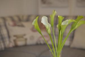 ヴェニングシュテットにあるHasenkuhle App 2の白花の花瓶