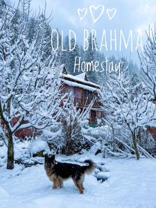 a dog standing in the snow in front of a house at Old Brahma Homestay in Kalgha
