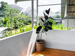 una planta en una olla sentada en un alféizar de la ventana en Ao Luek Homie Homestay, en Krabi
