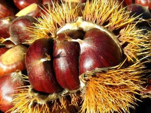 um close-up de um fruto duriano com outros frutos em La casina rossa della fornace em Cutigliano