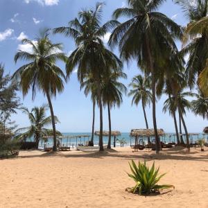 um grupo de palmeiras numa praia com o oceano em Upali Beach Surf Resort & Café em Arugam Bay